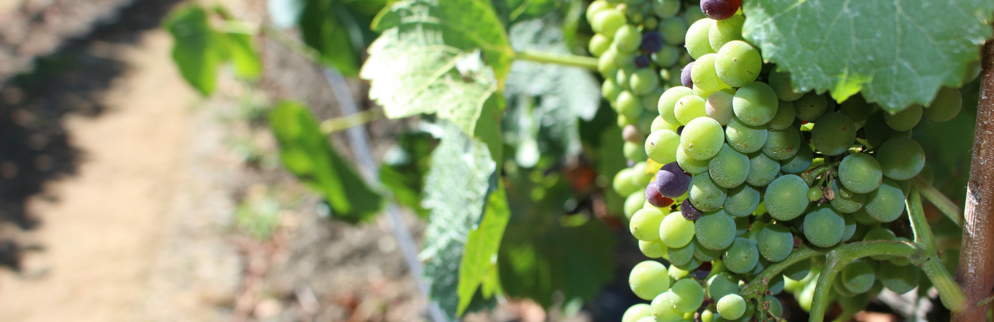 Rabbit Ranch Grapes