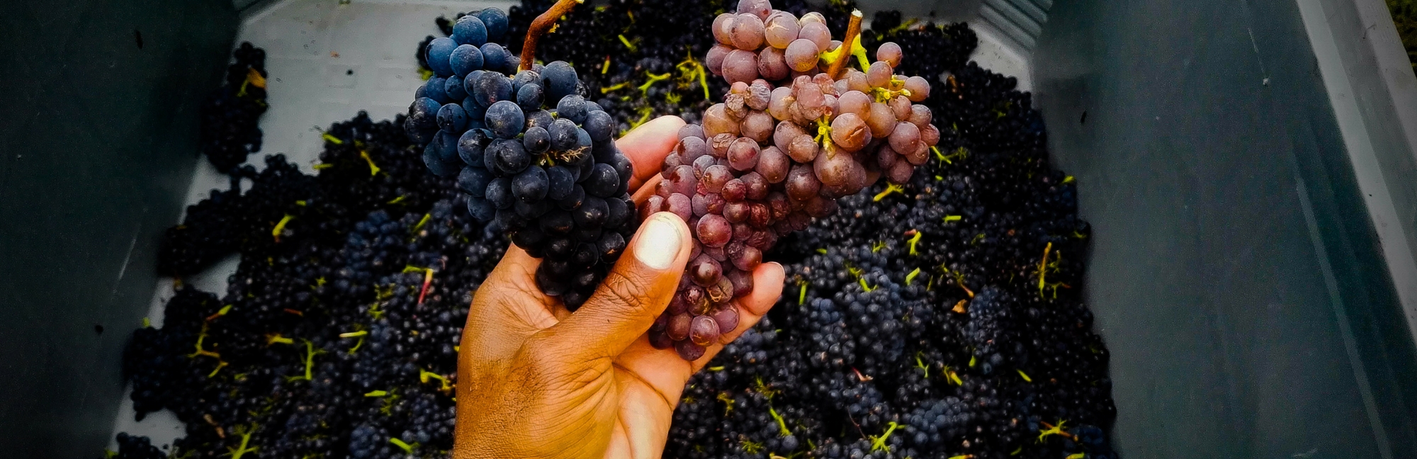 Handful of Rabbit Ranch