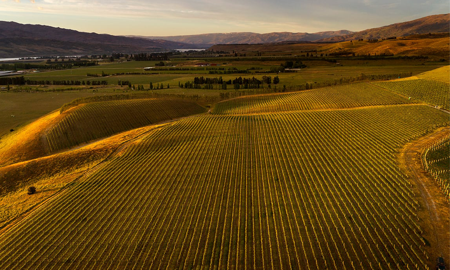 Why Central Otago is Perfect for Pinot Noir